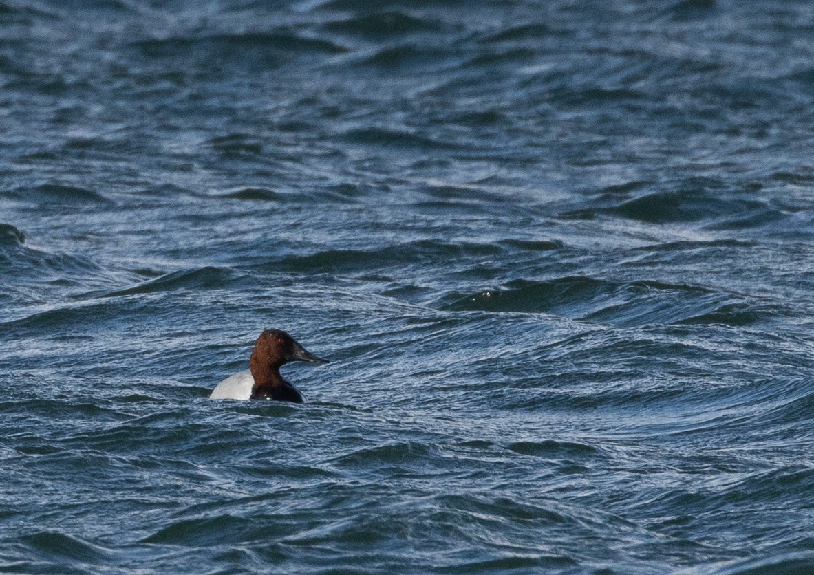 Canvasback - ML280560171