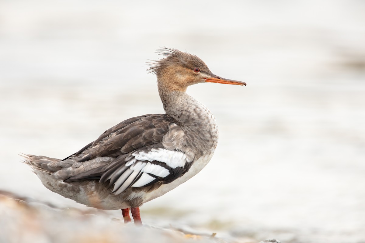 Red-breasted Merganser - ML280562471