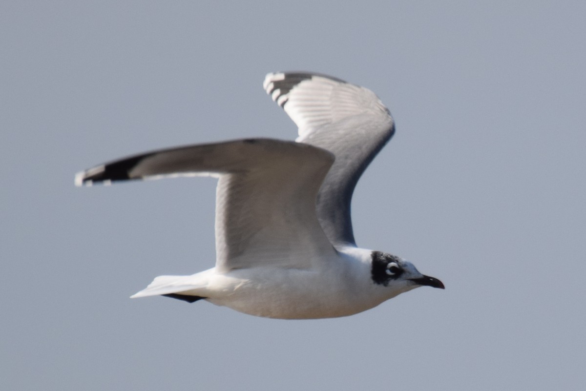 Franklin's Gull - Joe Cochran