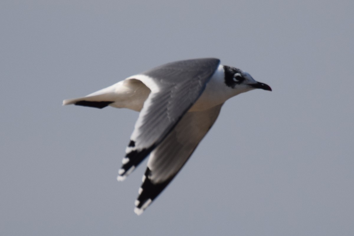 Franklin's Gull - ML280563181