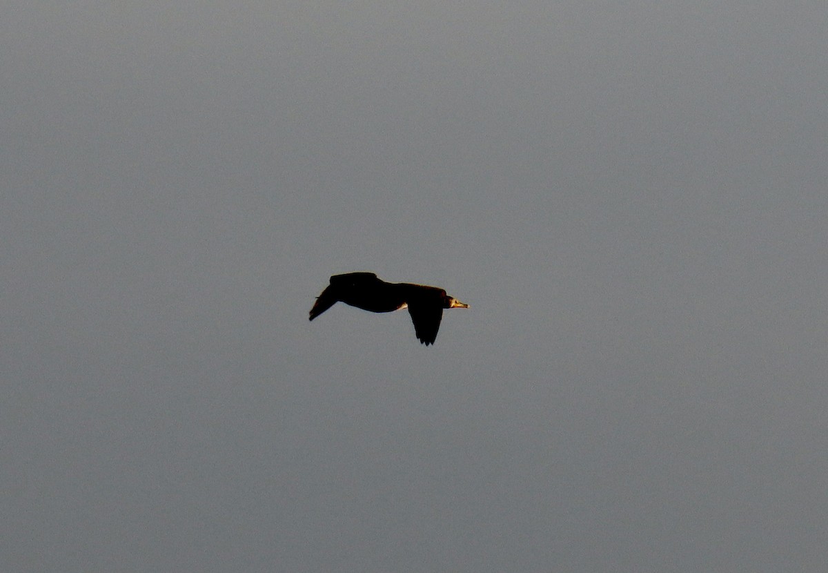 Double-crested Cormorant - ML280563481