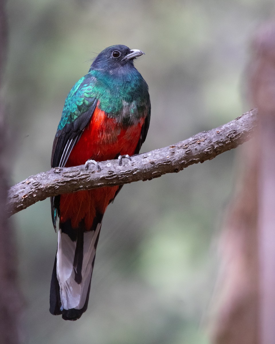 Eared Quetzal - ML280563541