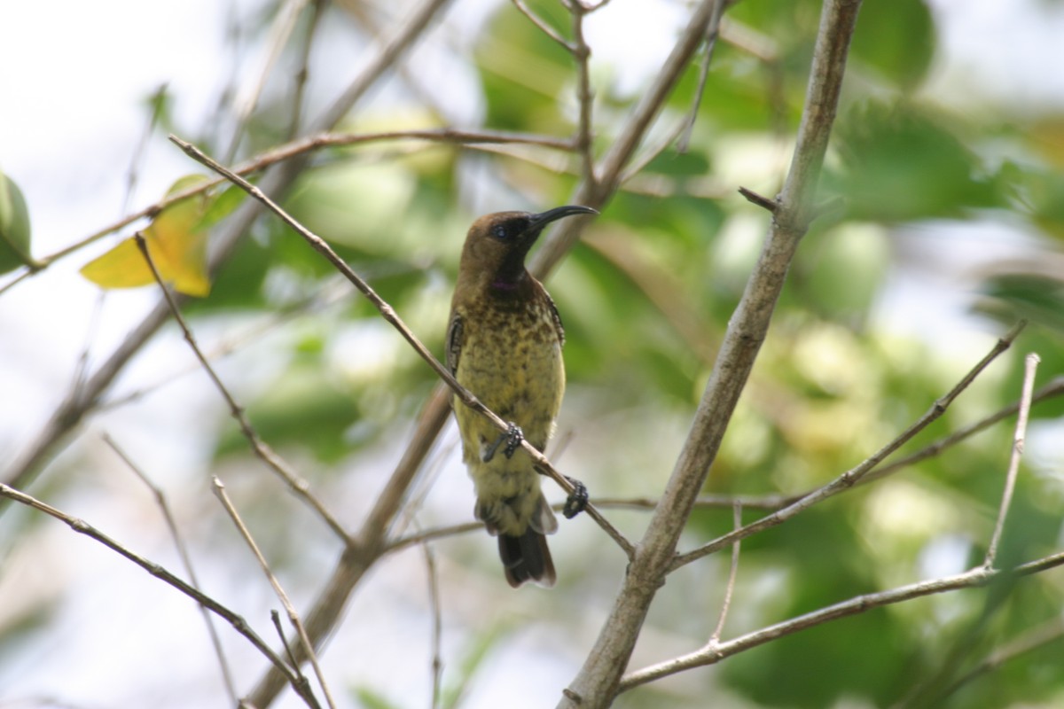 Carmelite Sunbird - Simon Colenutt