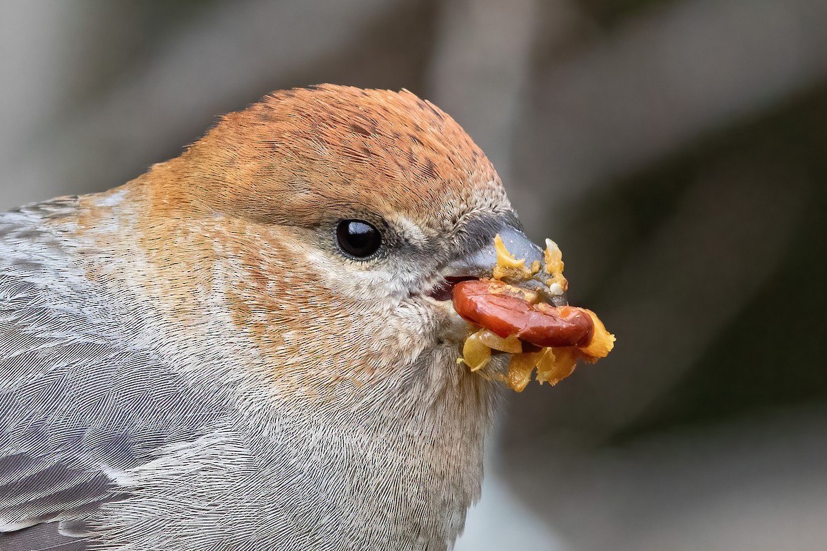 Pine Grosbeak - ML280566711