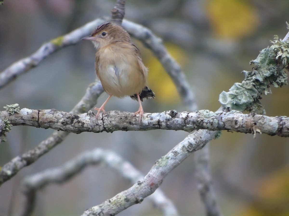 Zitting Cisticola - Carlos Pereira