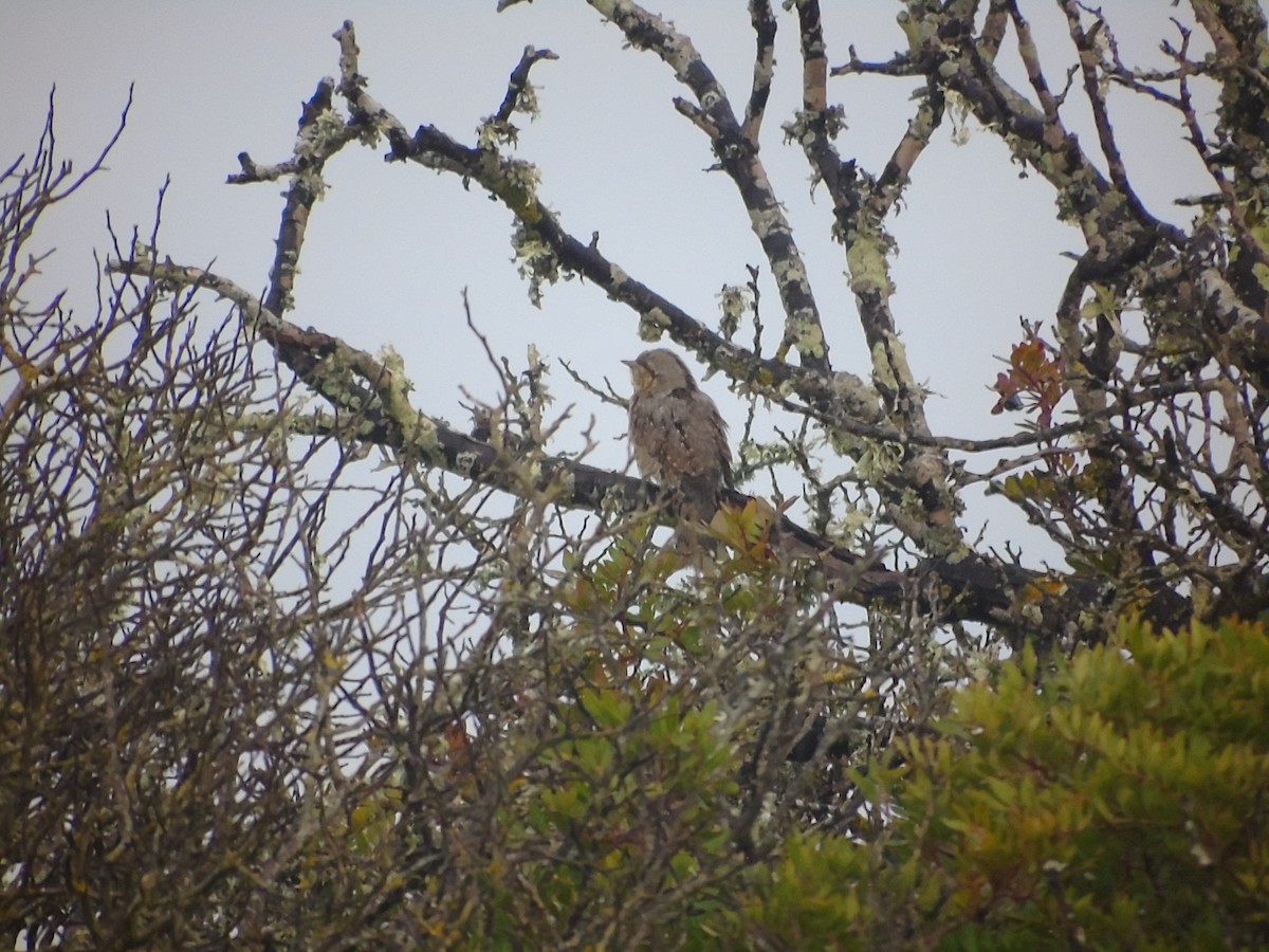 Eurasian Wryneck - ML280567831