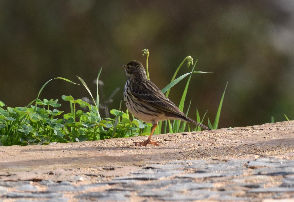 Pipit farlouse - ML280570251