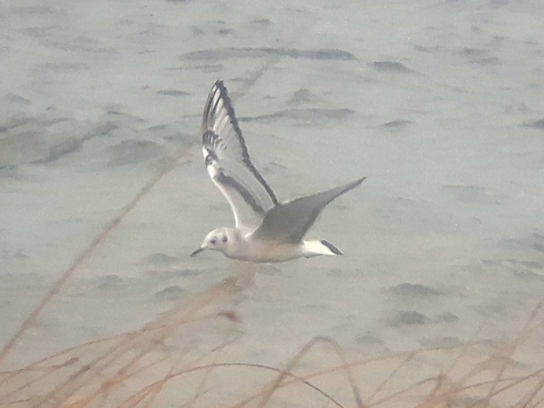 Mouette de Bonaparte - ML280570901