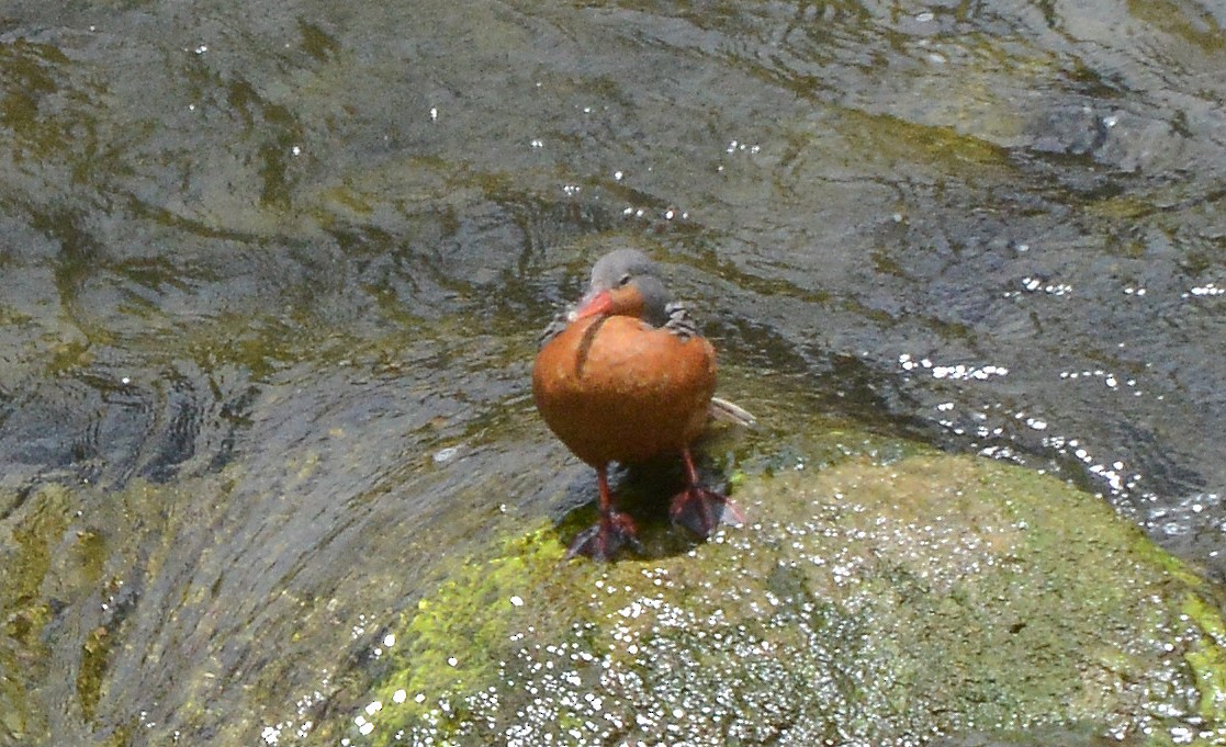 Pato Torrentero - ML280570931