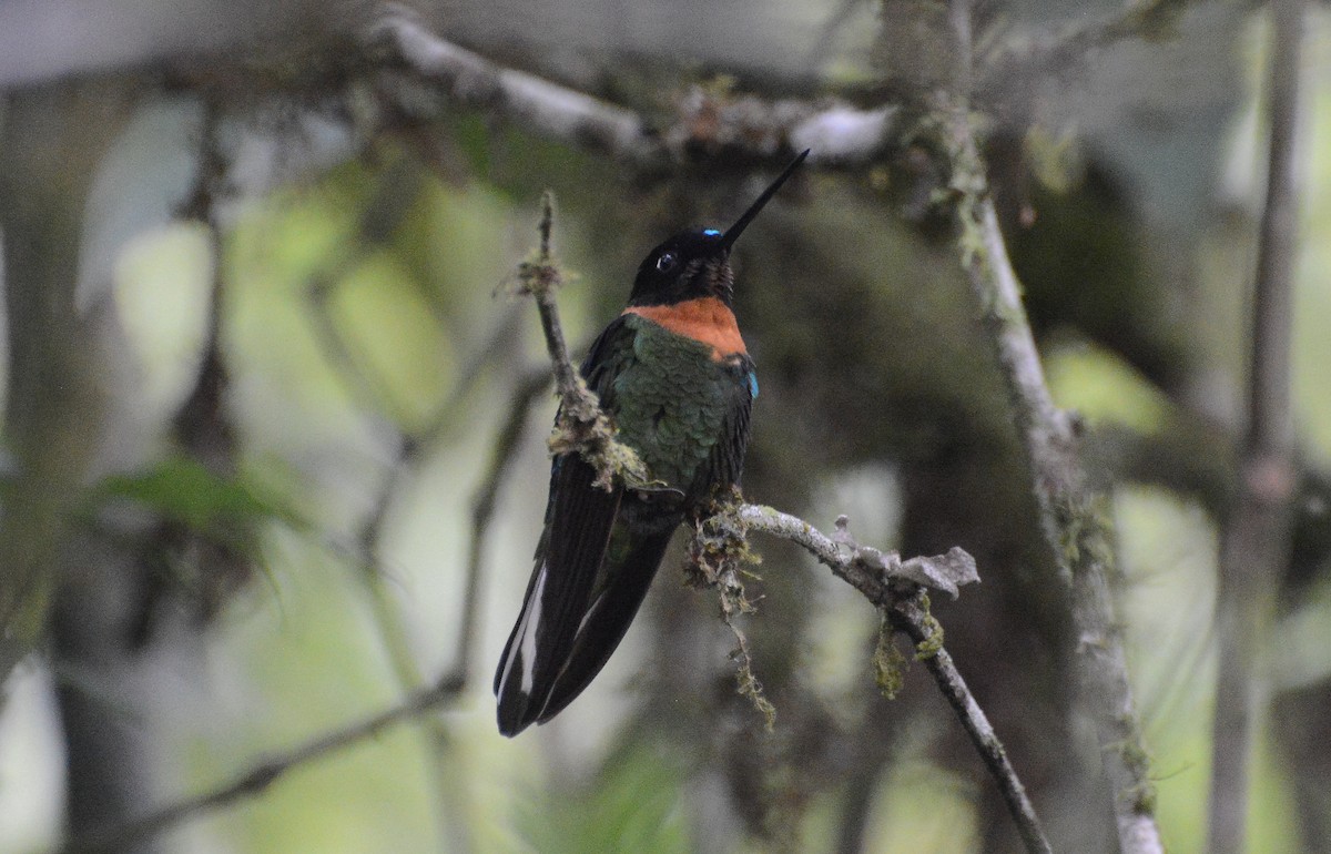 Inca Acollarado (inca/omissa) - ML280571041