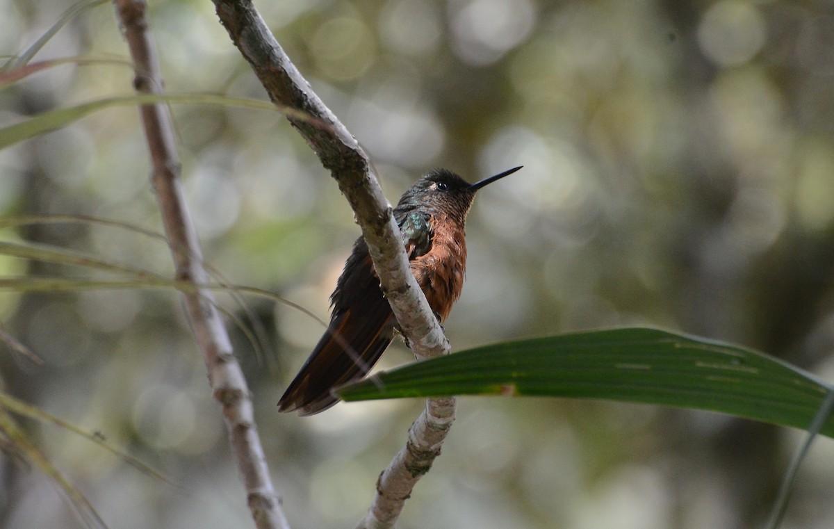 Chestnut-breasted Coronet - ML280571161