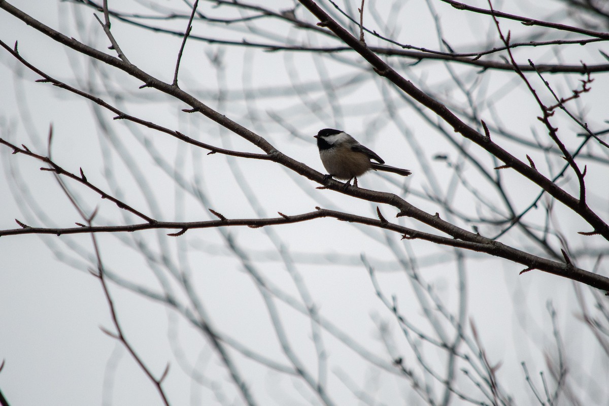 Black-capped Chickadee - ML280571301