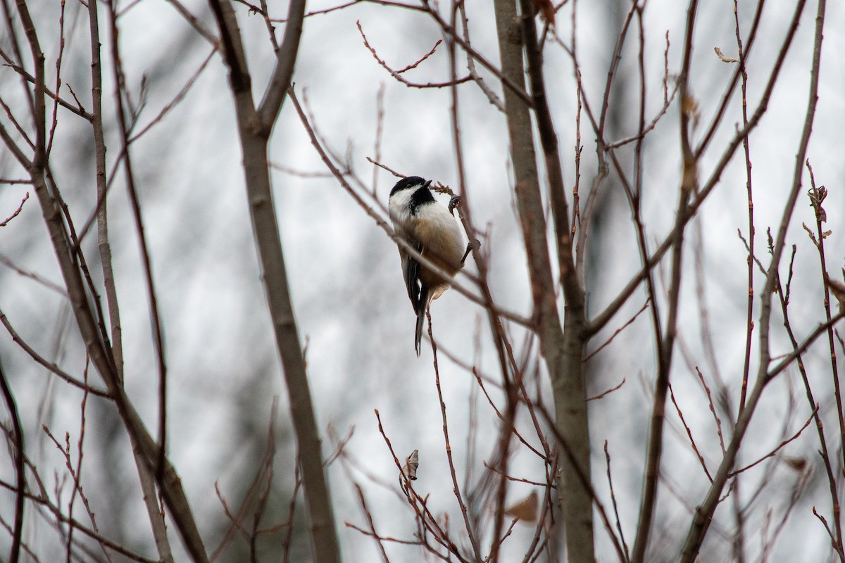 Mésange à tête noire - ML280571321