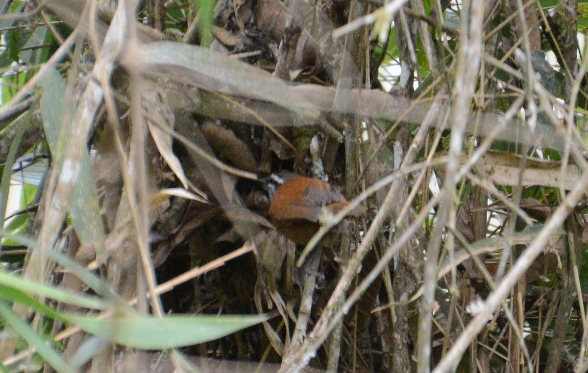 Inca Wren - ML280571971