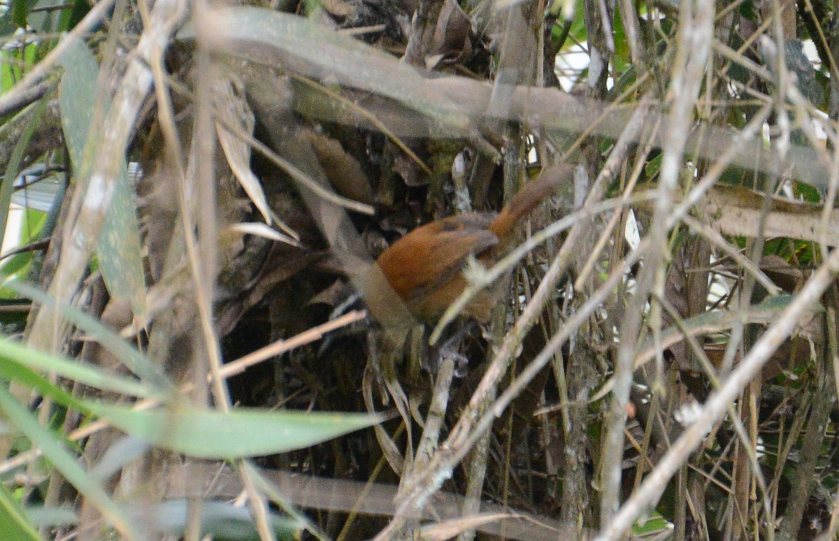 Inca Wren - ML280571991