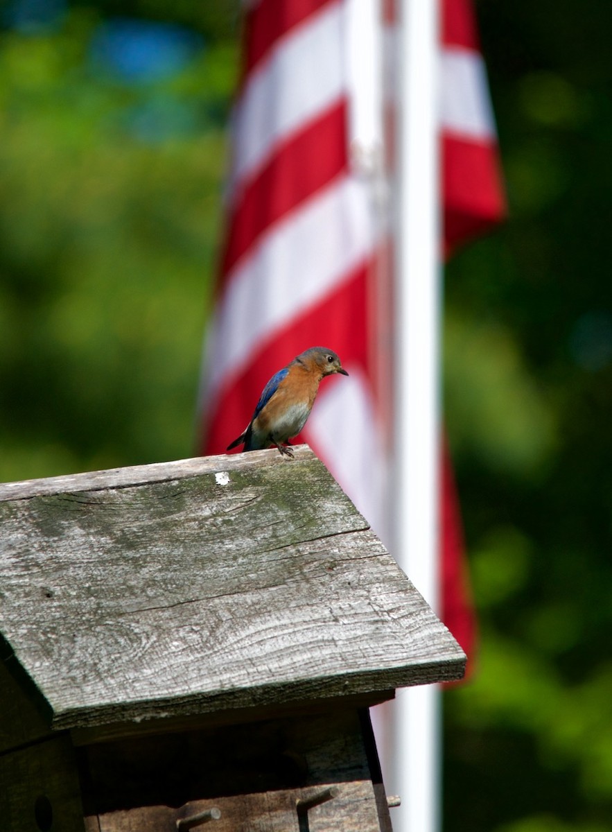 Eastern Bluebird - ML280572771