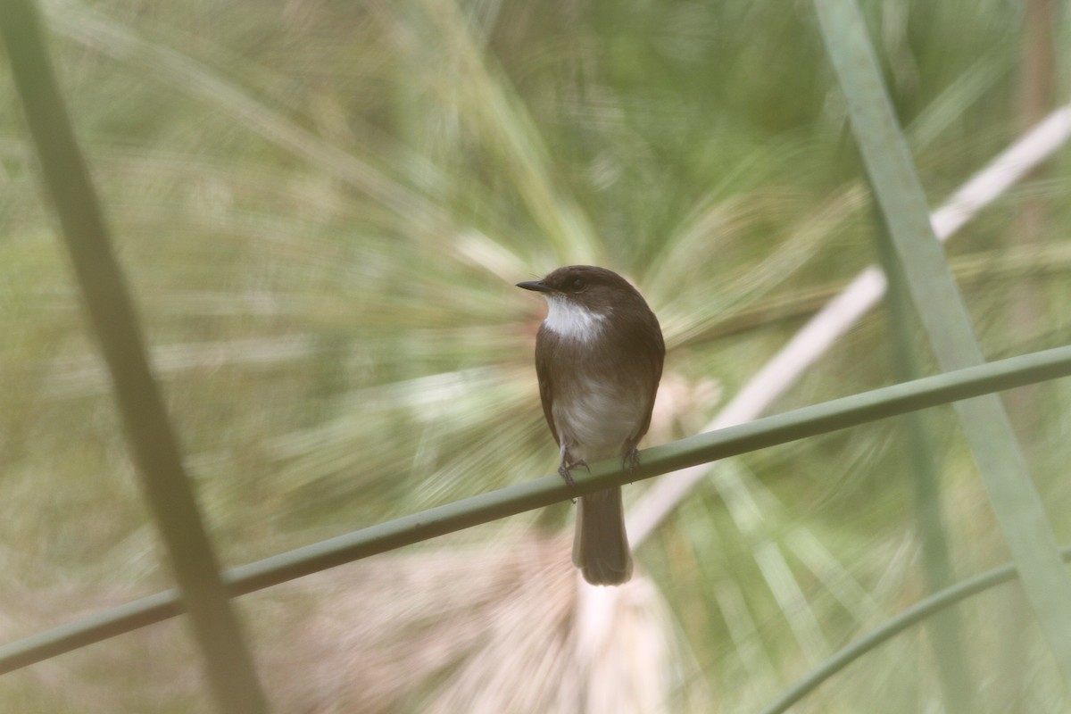 Swamp Flycatcher - Jan Harm Wiers