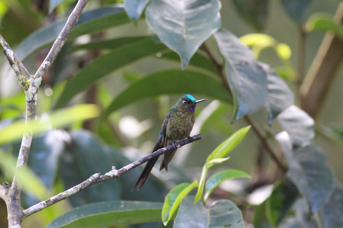 Long-tailed Sylph - ML280574301