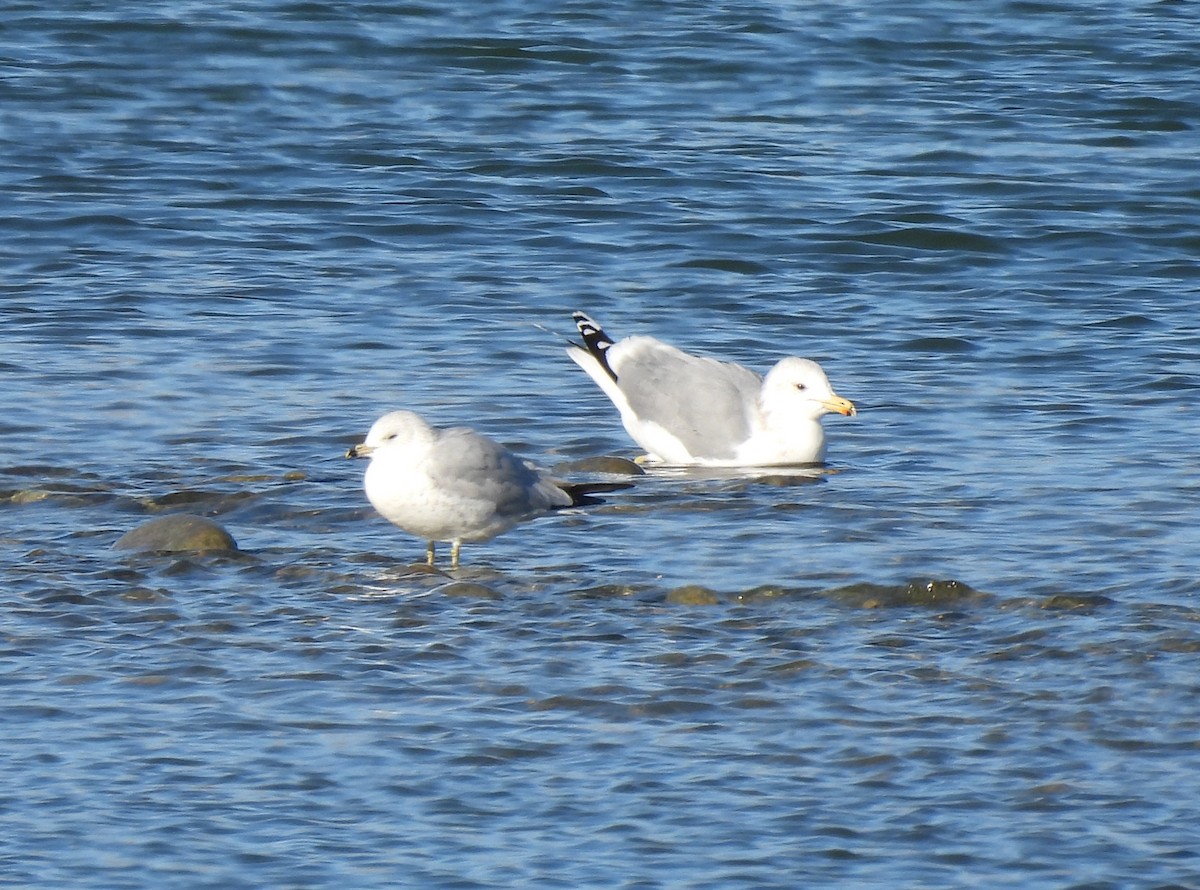 Ring-billed Gull - ML280574561