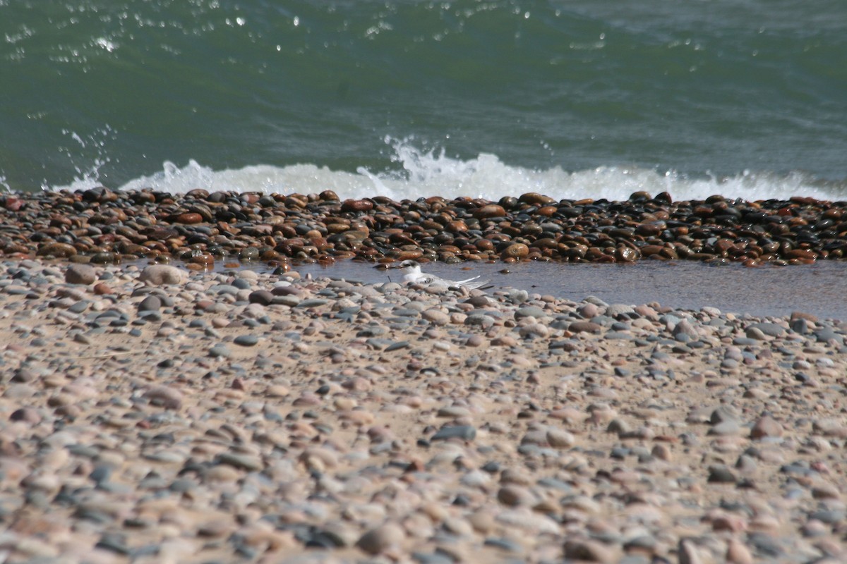 Common Tern - Scott Schuette