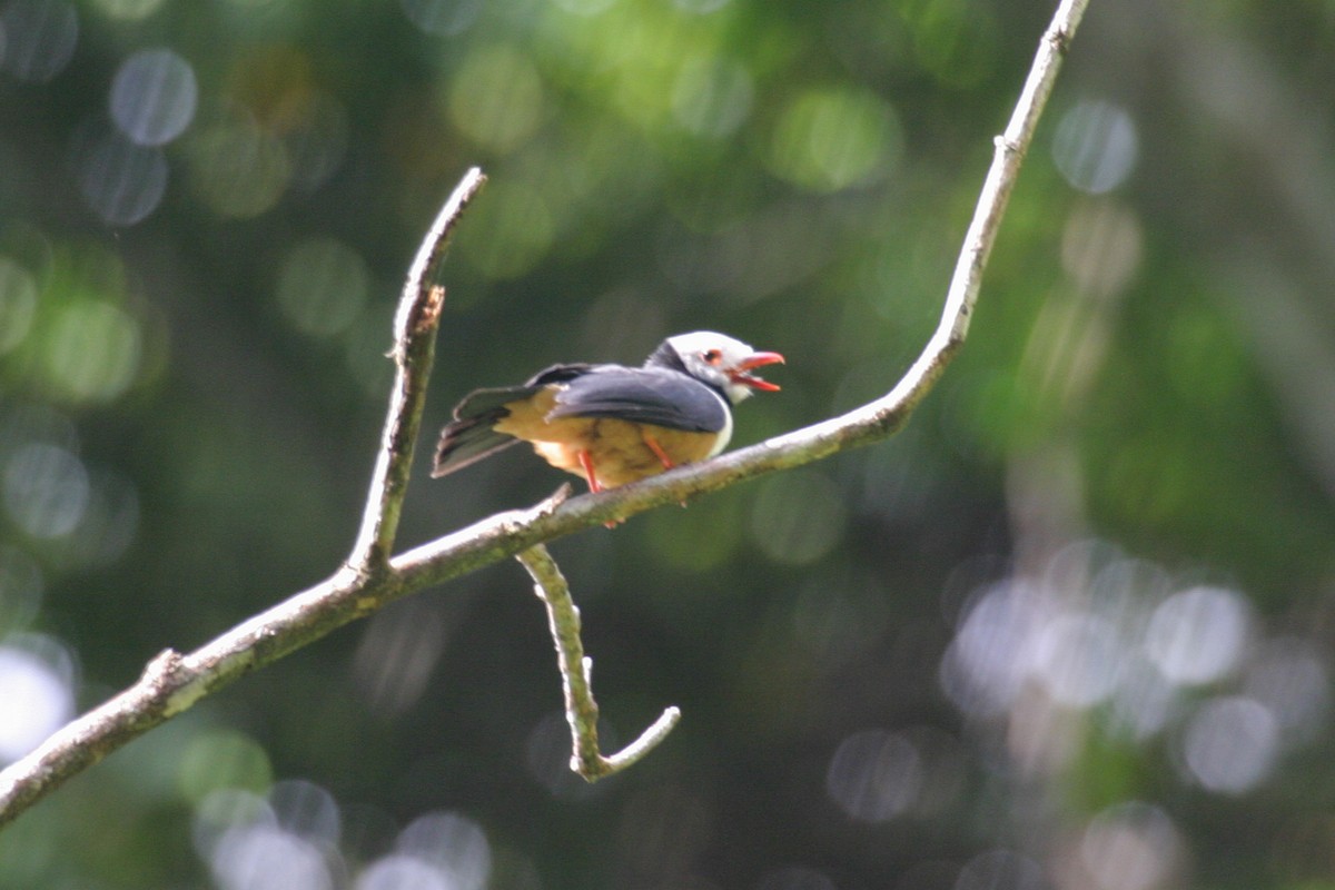 Rufous-bellied Helmetshrike - ML280575371