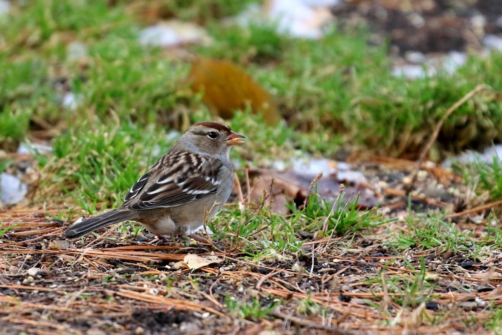 White-crowned Sparrow - ML280575641
