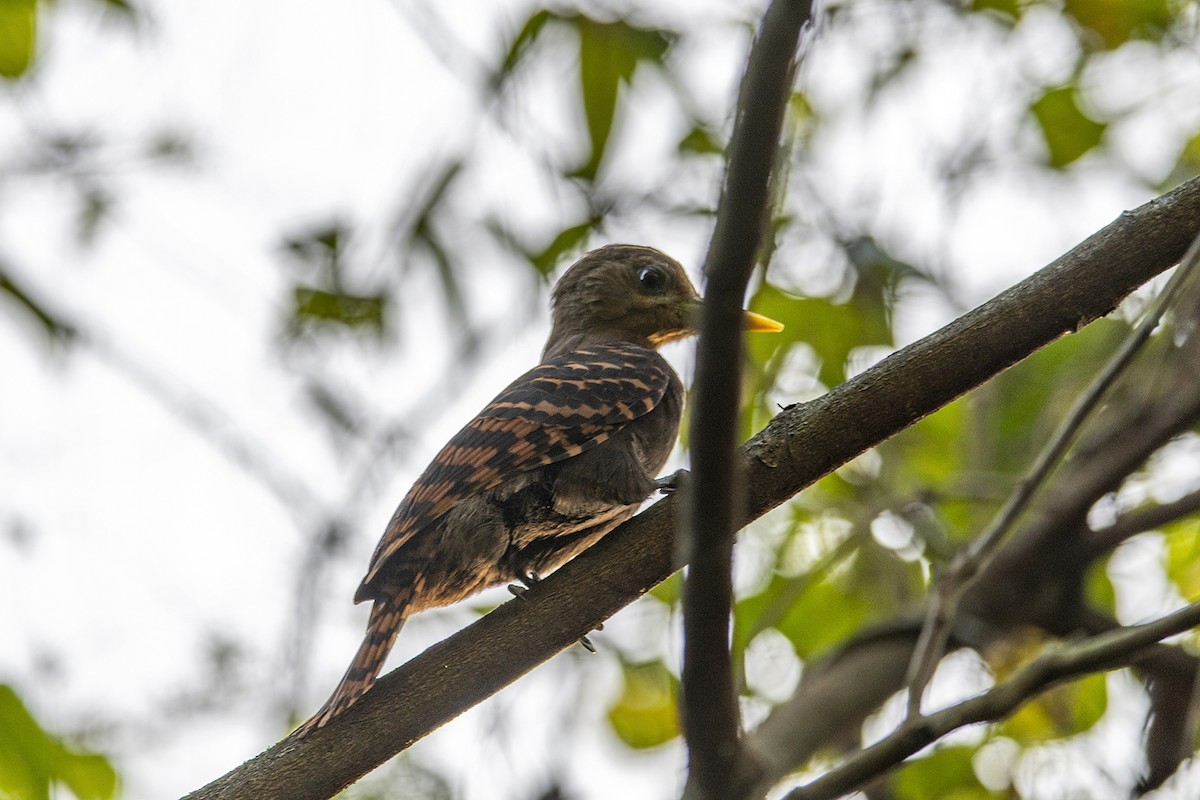 Bay Woodpecker - ML280576031