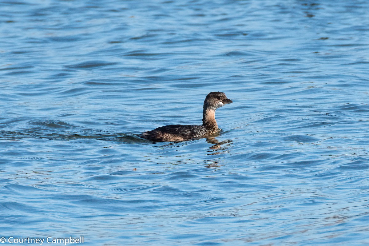 Pied-billed Grebe - ML280576791