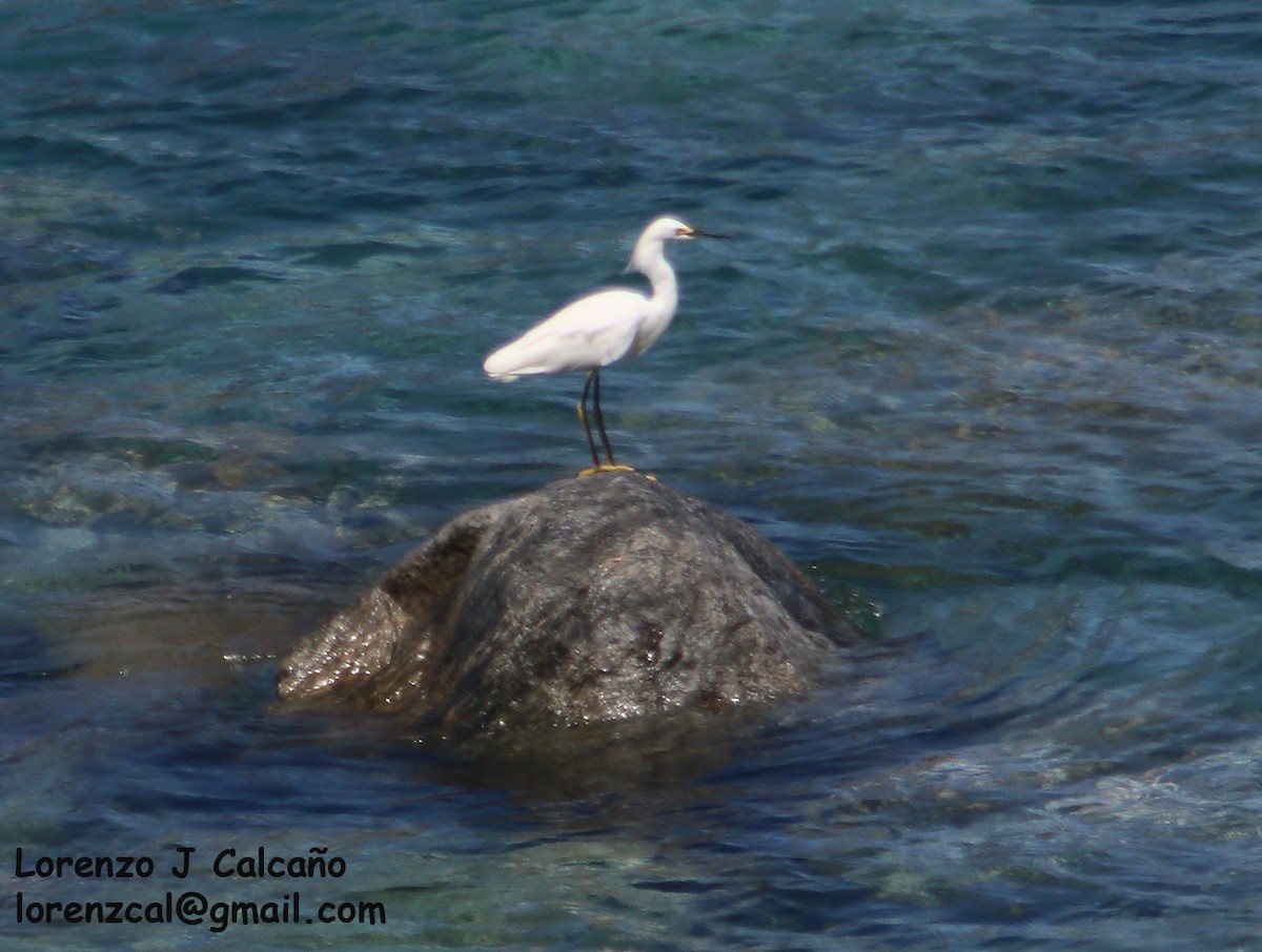 Snowy Egret - ML280577251