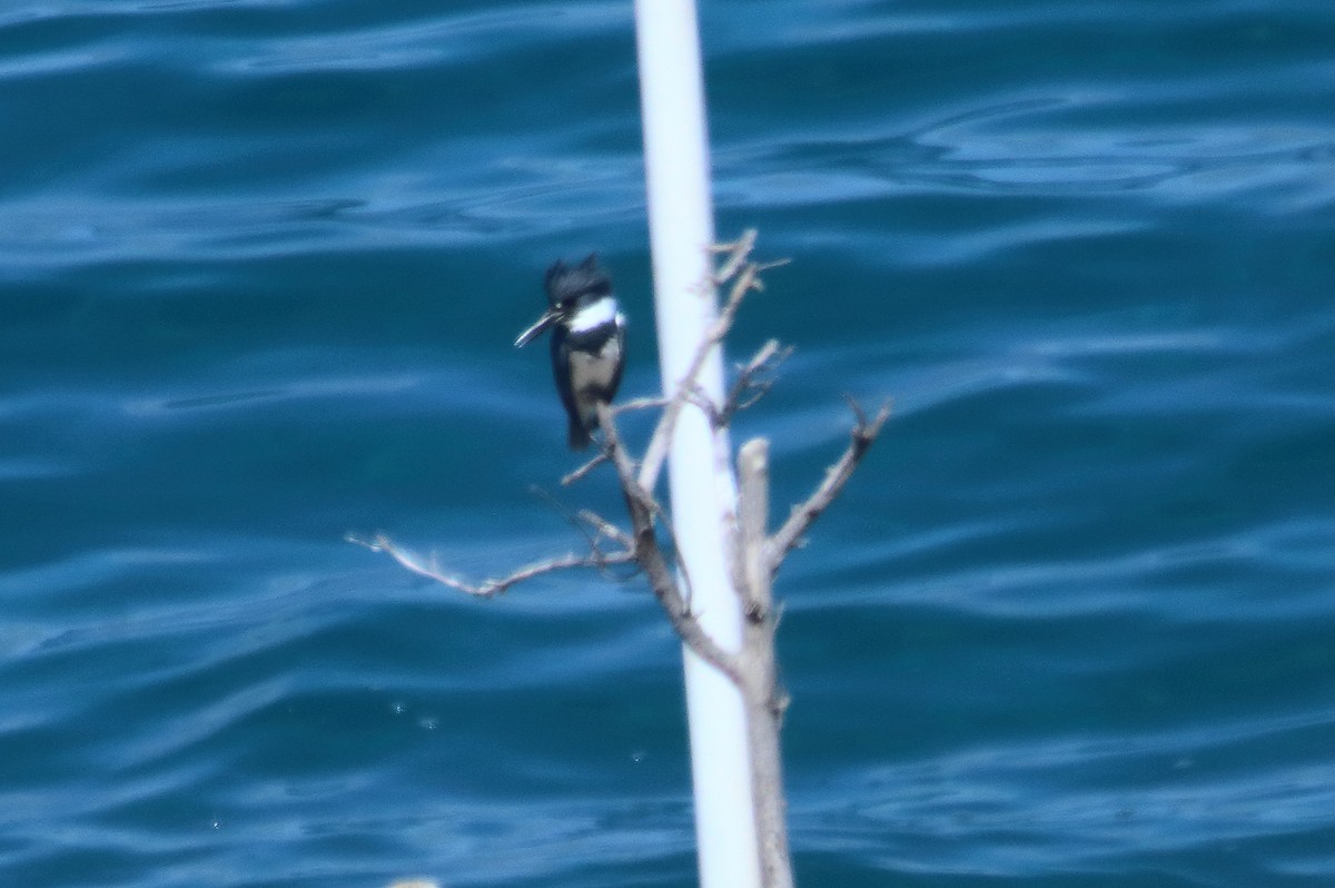 Belted Kingfisher - ML280577461