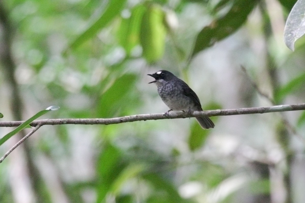 White-browed Forest-Flycatcher - Simon Colenutt