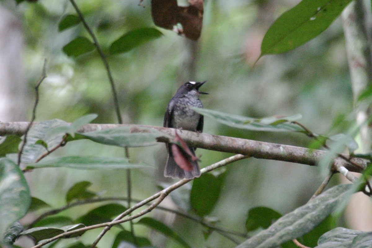 White-browed Forest-Flycatcher - Simon Colenutt