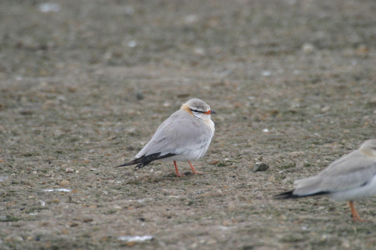 Gray Pratincole - ML280578431