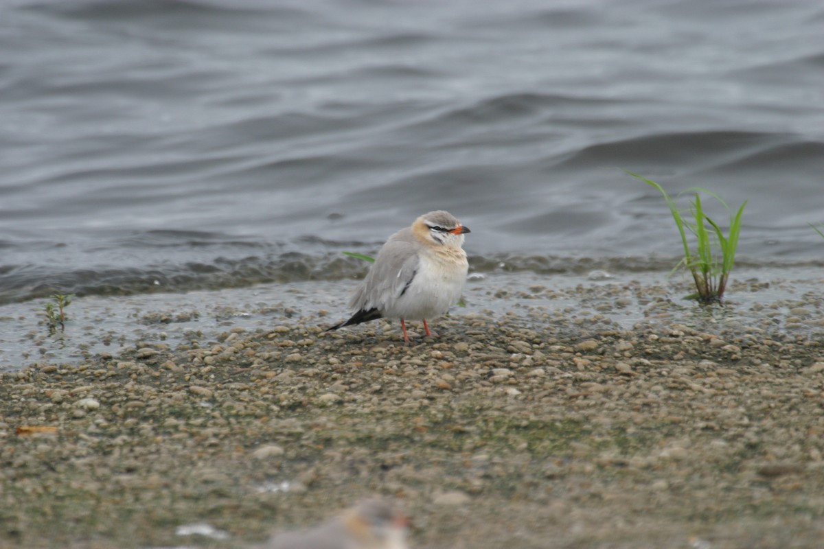 Gray Pratincole - ML280578451