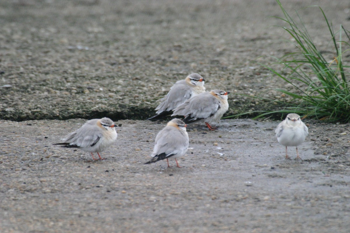 Gray Pratincole - ML280578461