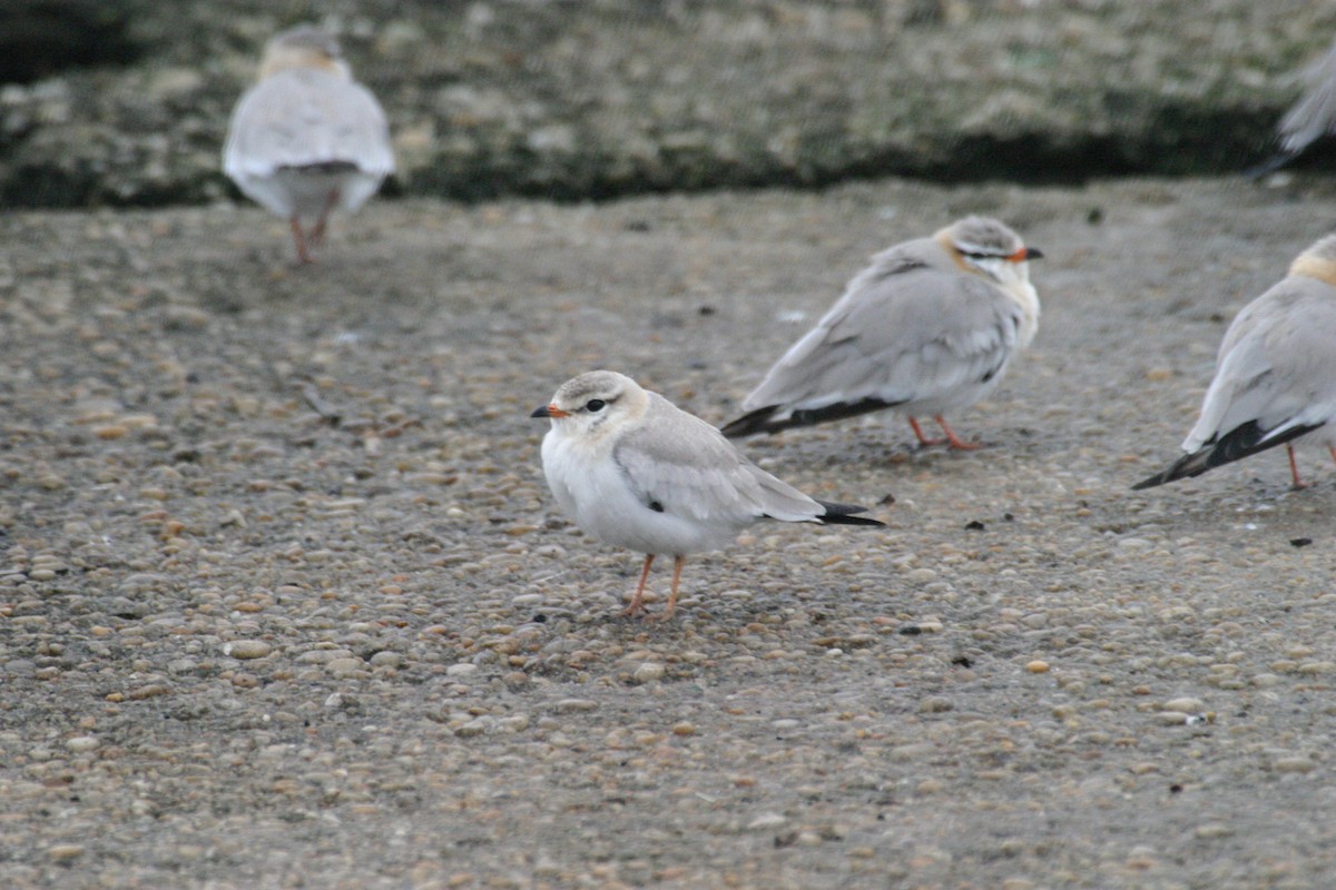 Gray Pratincole - ML280578471