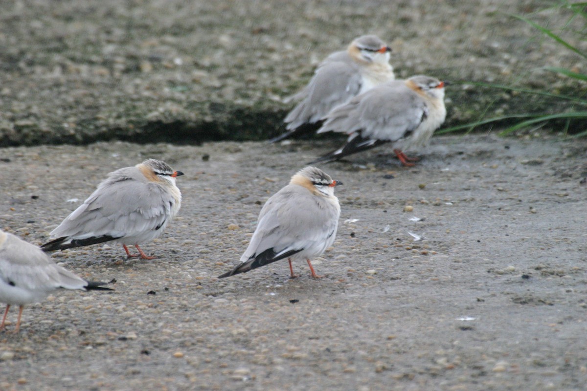 Gray Pratincole - ML280578501