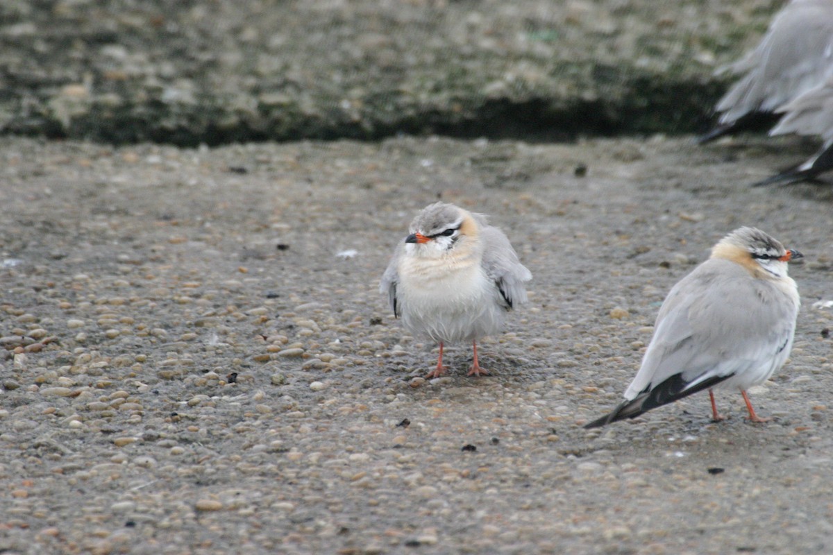 Gray Pratincole - ML280578511