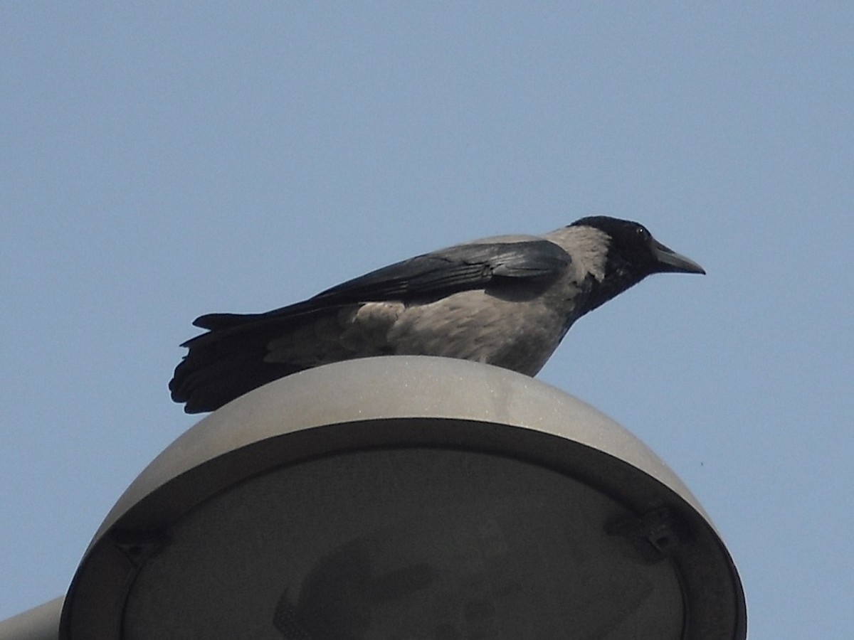 Hooded Crow - James Court
