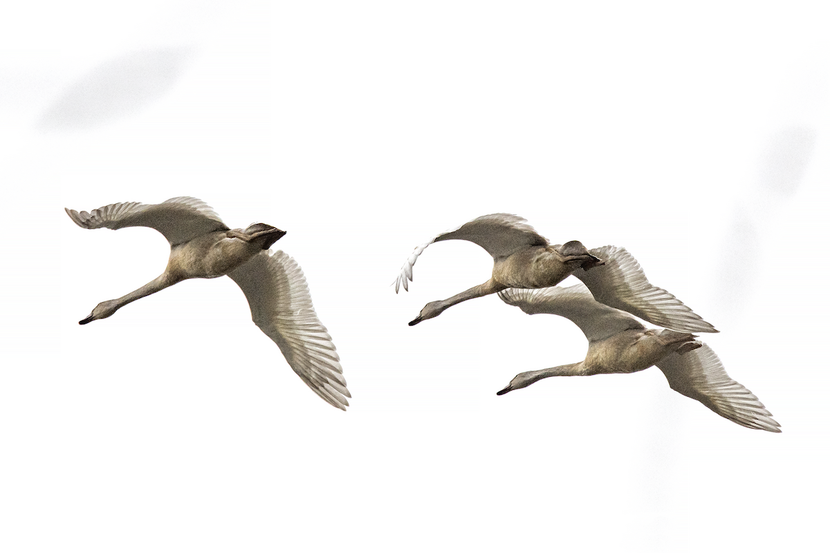 Trumpeter Swan - David Badke