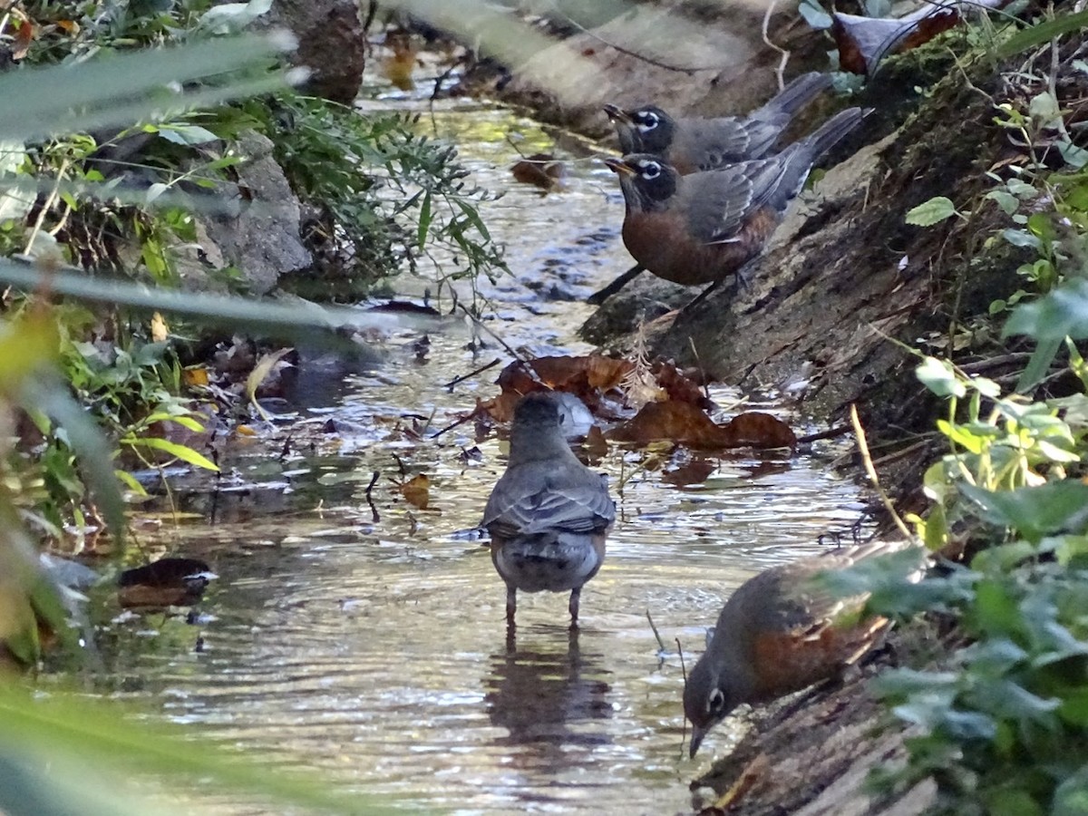 American Robin - ML280580051