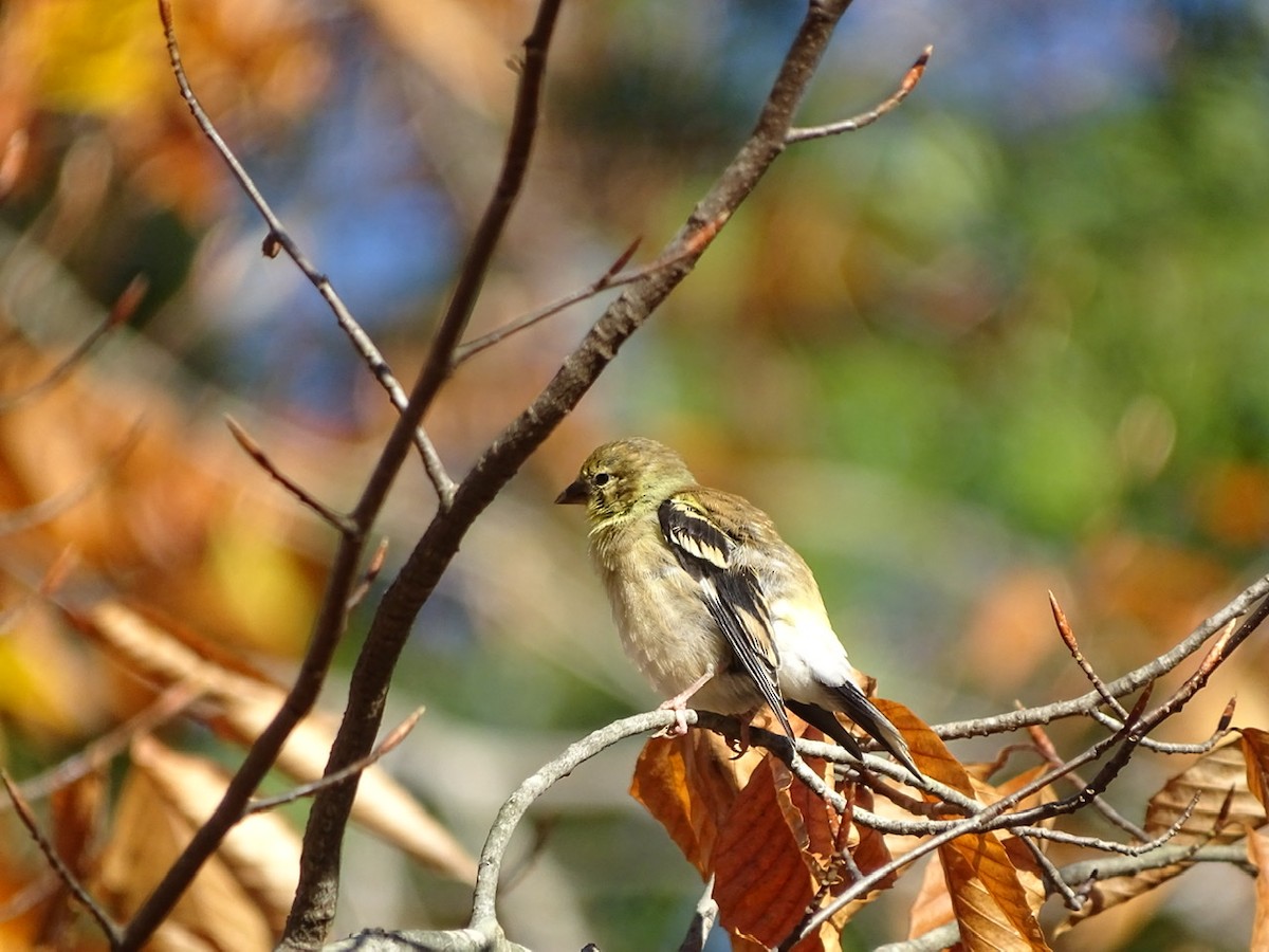 American Goldfinch - ML280580091
