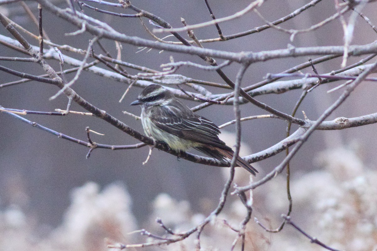 Variegated Flycatcher - ML280580761