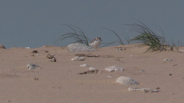 Морской зуёк (alexandrinus/nihonensis) - ML280581281