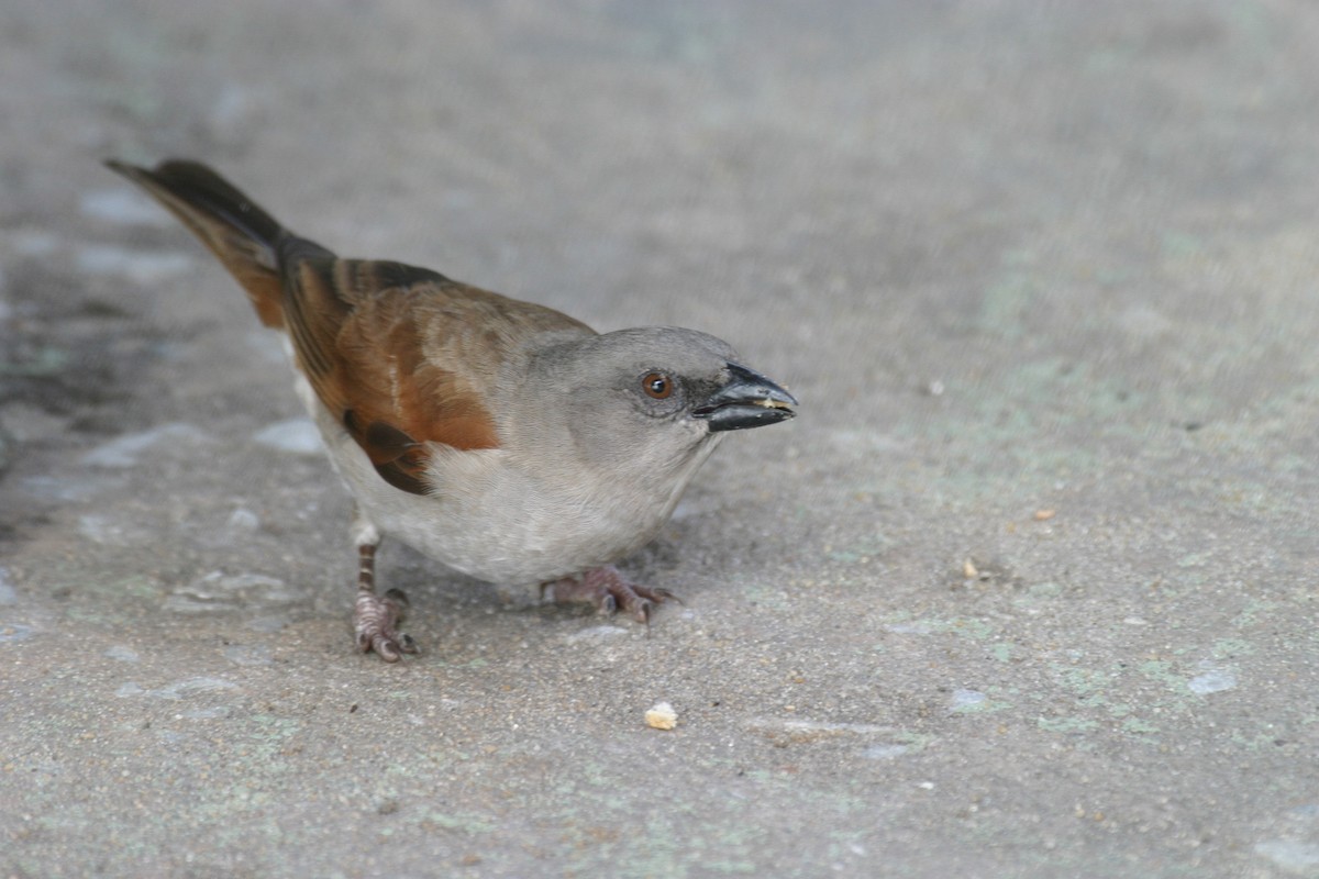 Northern Gray-headed Sparrow - ML280581401