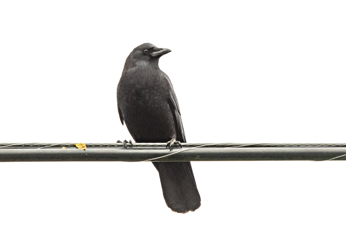 American Crow - David Badke