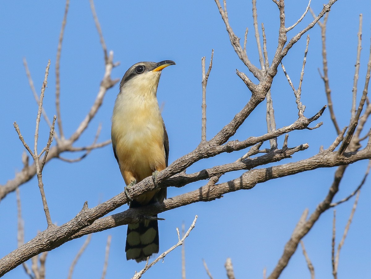 Mangrove Cuckoo - ML280582171