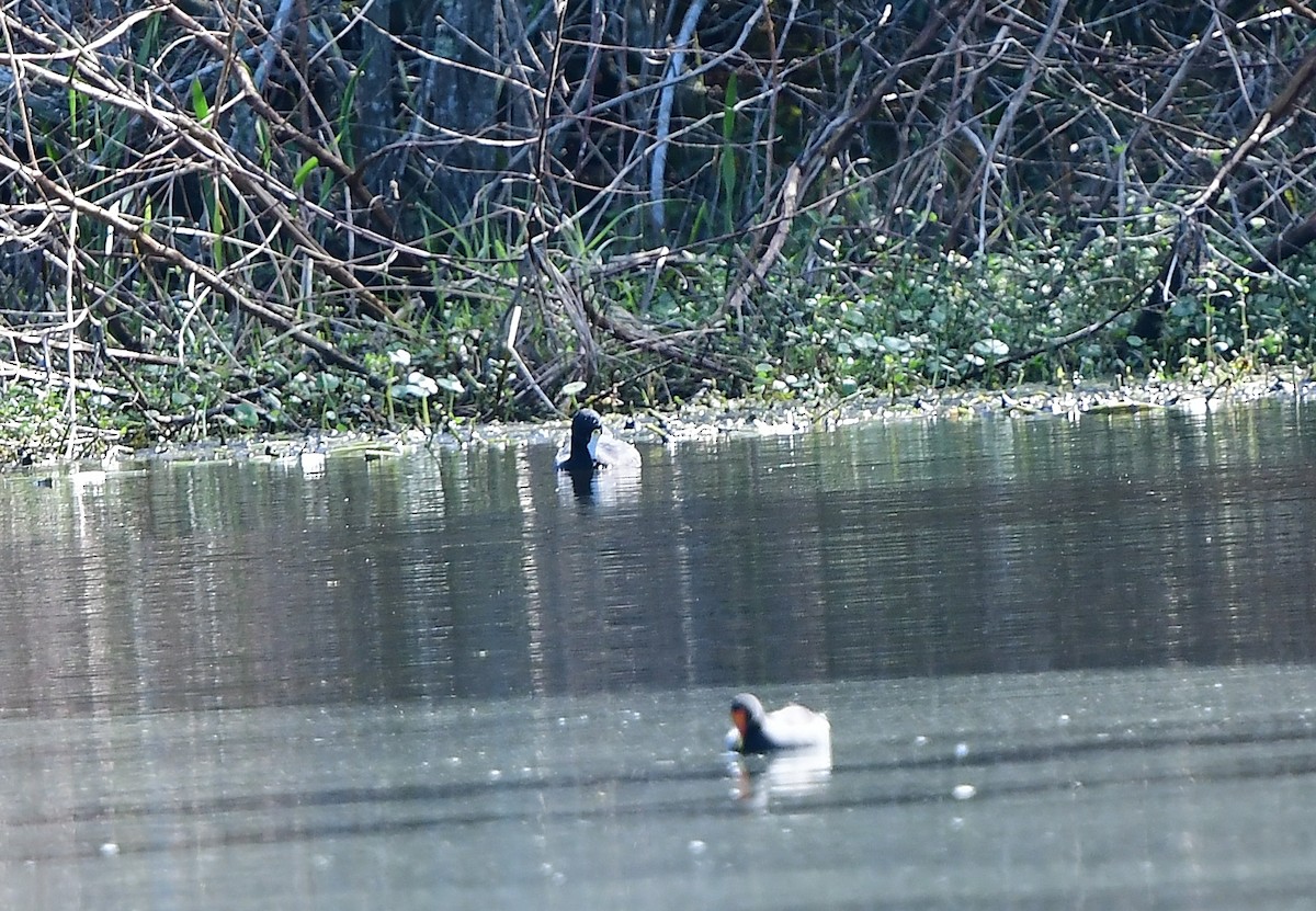 American Coot - ML280582701