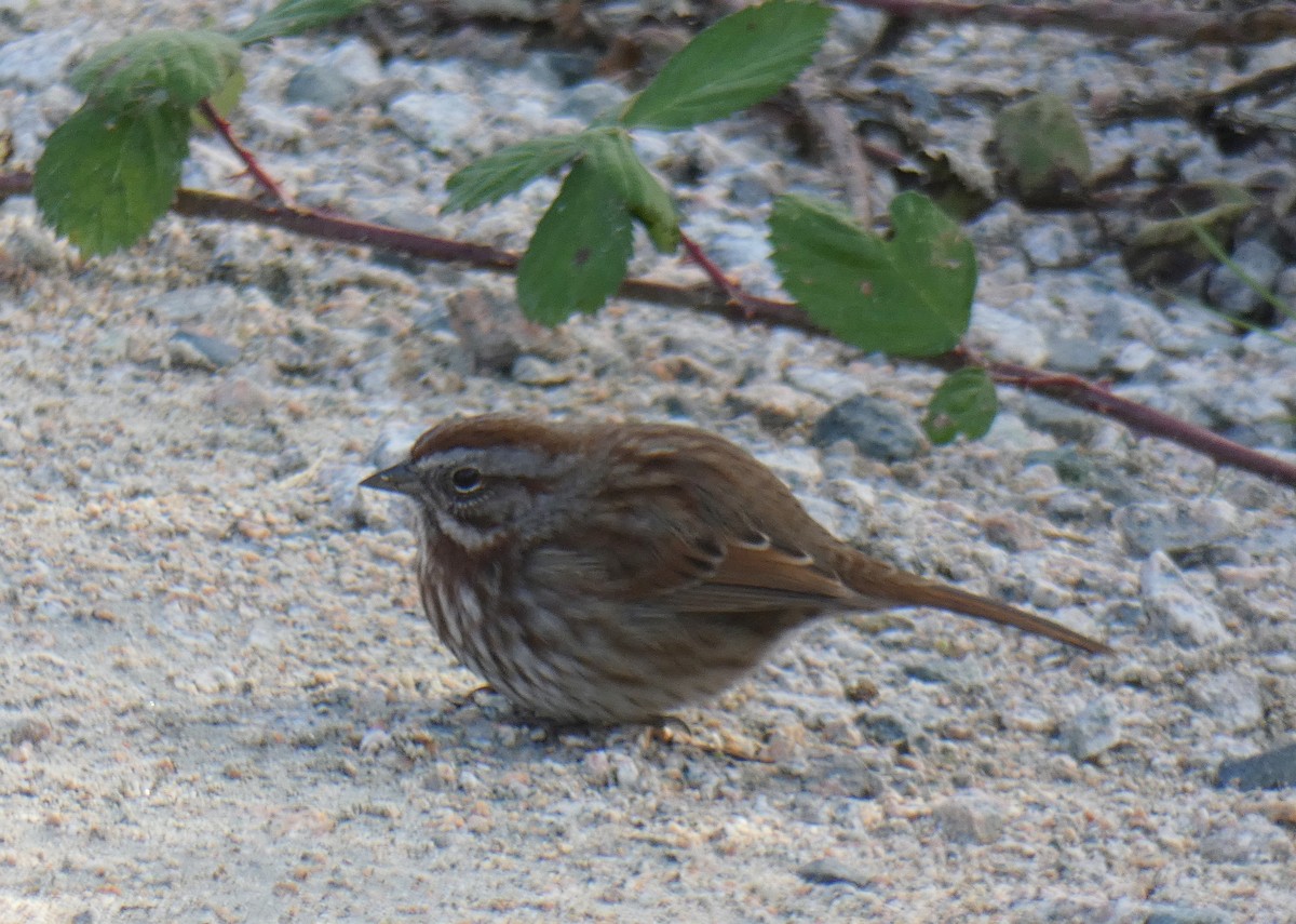 Song Sparrow - ML280585001