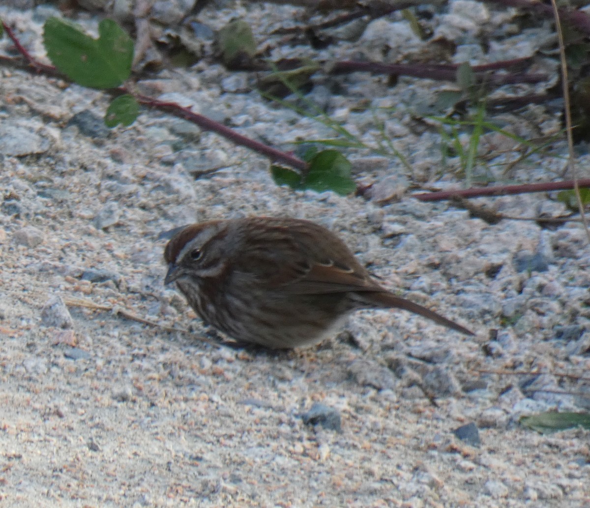 Song Sparrow - ML280585141